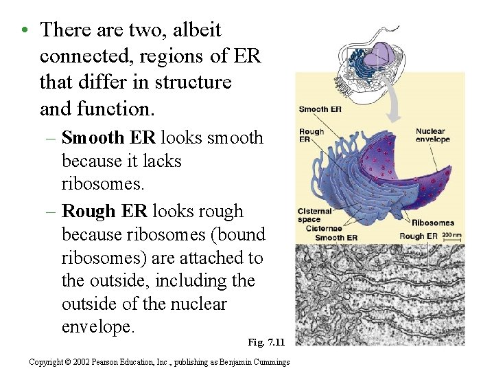  • There are two, albeit connected, regions of ER that differ in structure