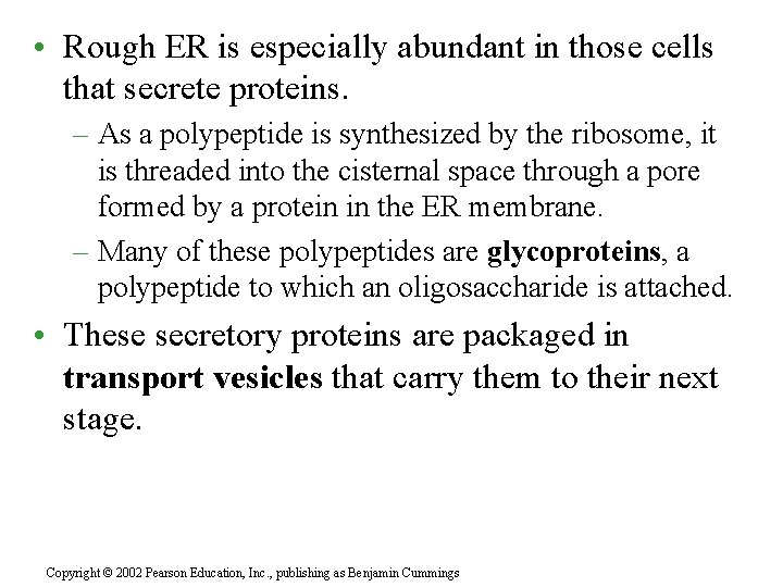  • Rough ER is especially abundant in those cells that secrete proteins. –