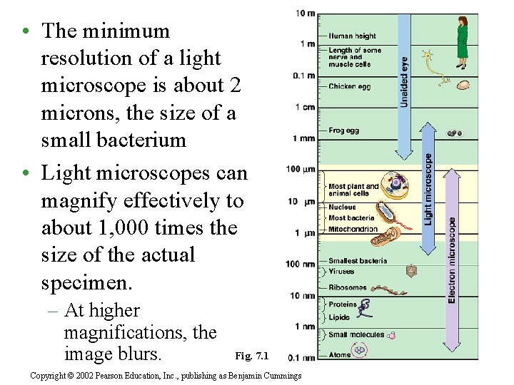  • The minimum resolution of a light microscope is about 2 microns, the