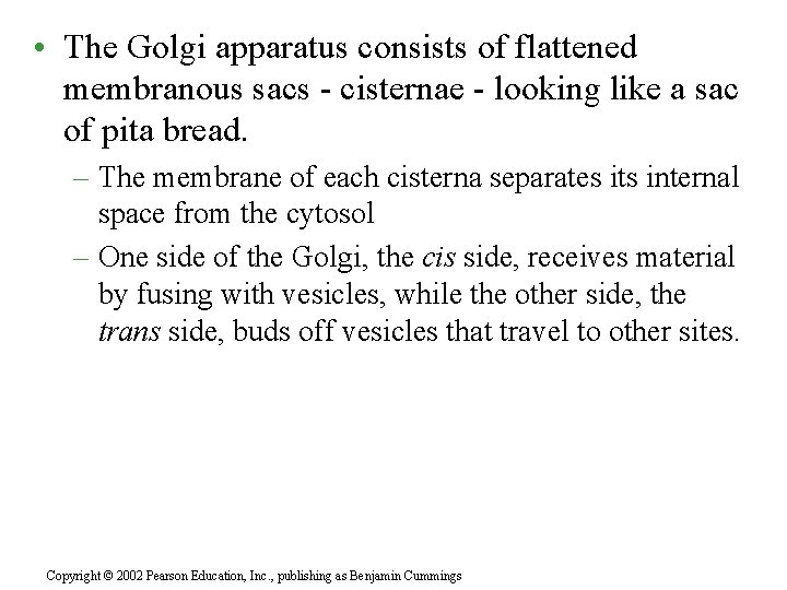  • The Golgi apparatus consists of flattened membranous sacs - cisternae - looking