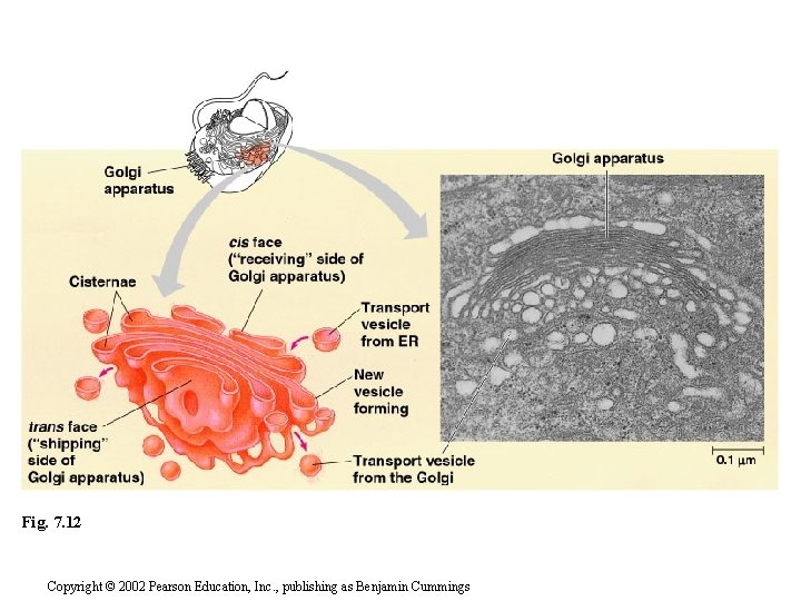 Fig. 7. 12 Copyright © 2002 Pearson Education, Inc. , publishing as Benjamin Cummings
