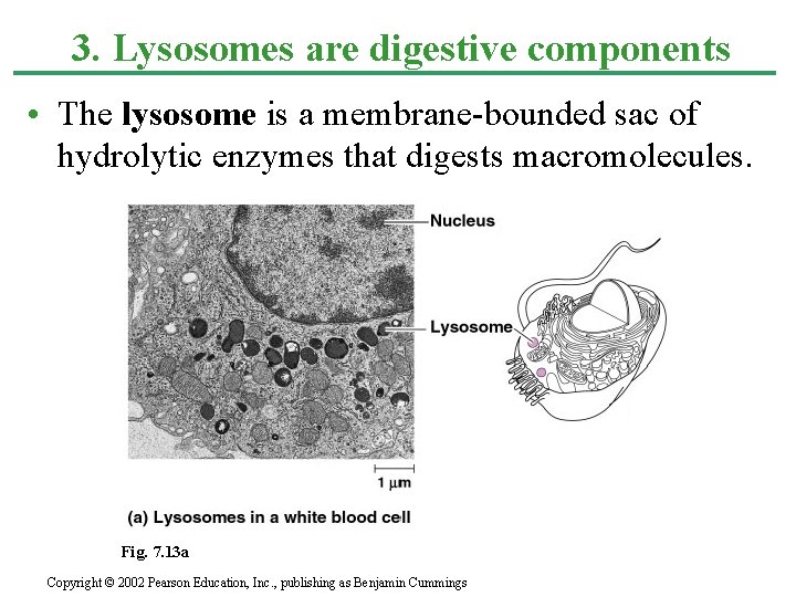 3. Lysosomes are digestive components • The lysosome is a membrane-bounded sac of hydrolytic