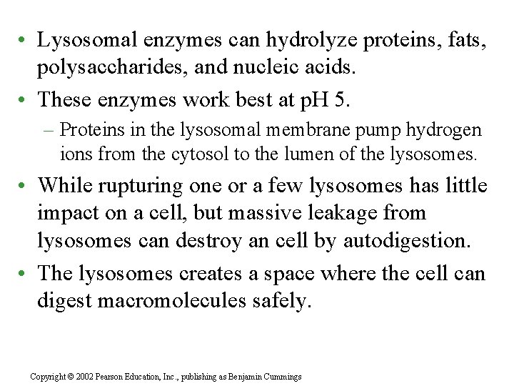 • Lysosomal enzymes can hydrolyze proteins, fats, polysaccharides, and nucleic acids. • These