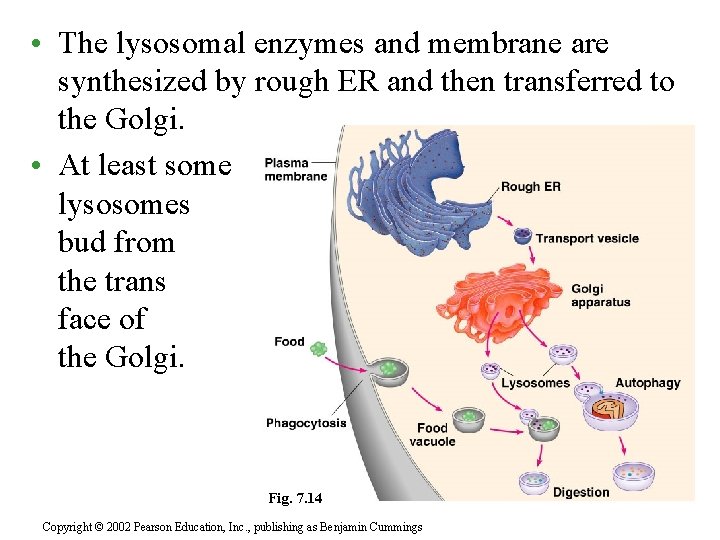  • The lysosomal enzymes and membrane are synthesized by rough ER and then