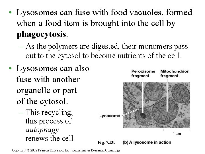  • Lysosomes can fuse with food vacuoles, formed when a food item is
