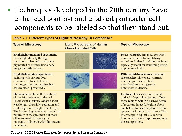  • Techniques developed in the 20 th century have enhanced contrast and enabled