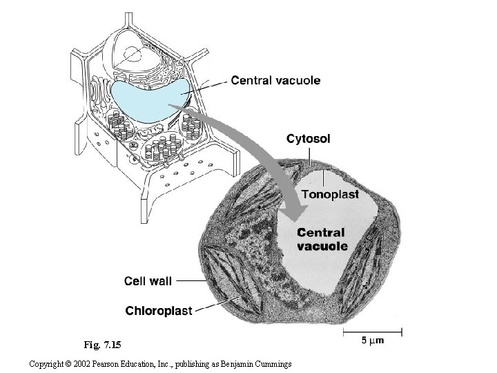 Fig. 7. 15 Copyright © 2002 Pearson Education, Inc. , publishing as Benjamin Cummings