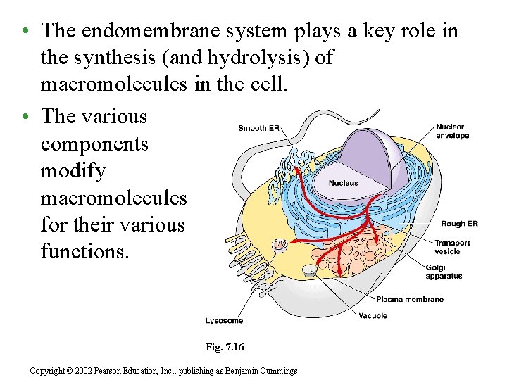  • The endomembrane system plays a key role in the synthesis (and hydrolysis)
