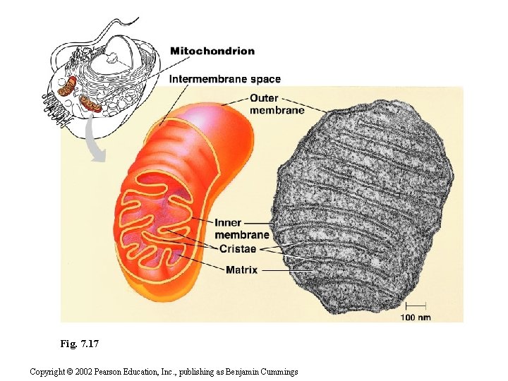 Fig. 7. 17 Copyright © 2002 Pearson Education, Inc. , publishing as Benjamin Cummings