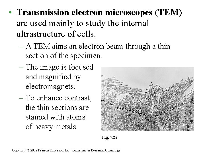  • Transmission electron microscopes (TEM) are used mainly to study the internal ultrastructure