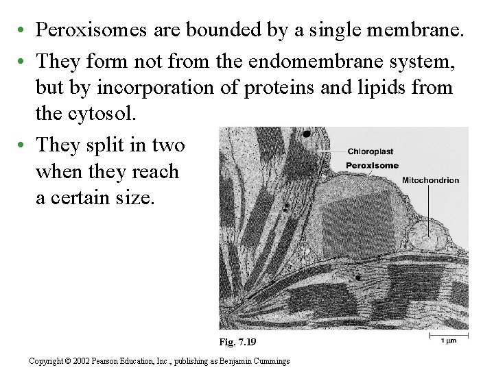  • Peroxisomes are bounded by a single membrane. • They form not from