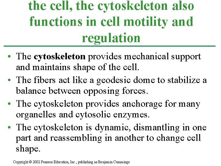 the cell, the cytoskeleton also functions in cell motility and regulation • The cytoskeleton