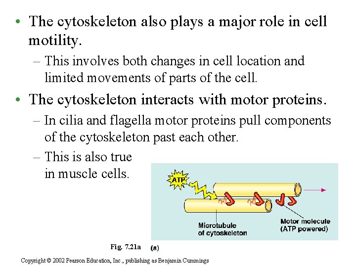  • The cytoskeleton also plays a major role in cell motility. – This