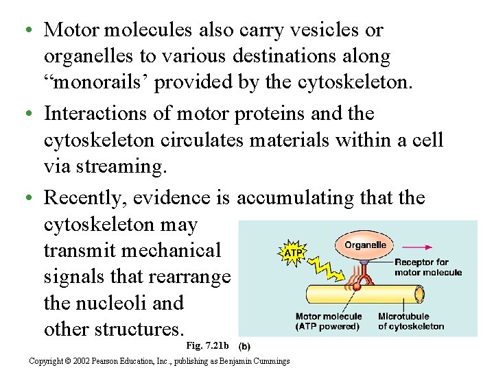  • Motor molecules also carry vesicles or organelles to various destinations along “monorails’