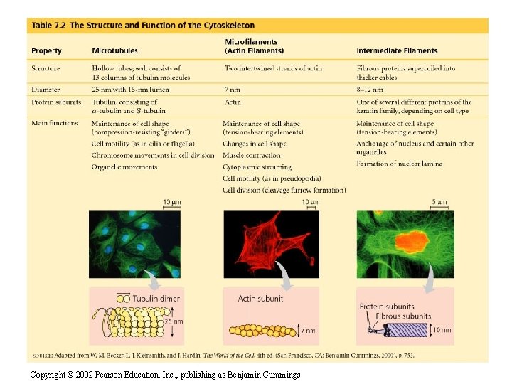 Copyright © 2002 Pearson Education, Inc. , publishing as Benjamin Cummings 