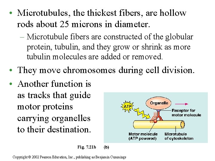  • Microtubules, the thickest fibers, are hollow rods about 25 microns in diameter.