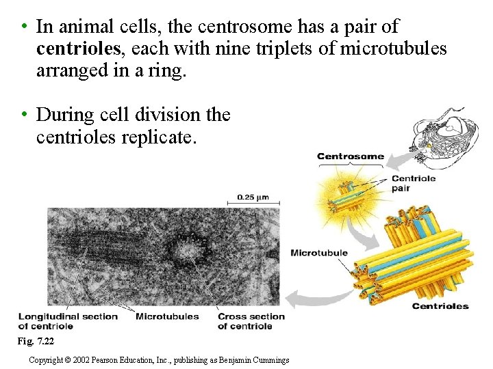  • In animal cells, the centrosome has a pair of centrioles, each with