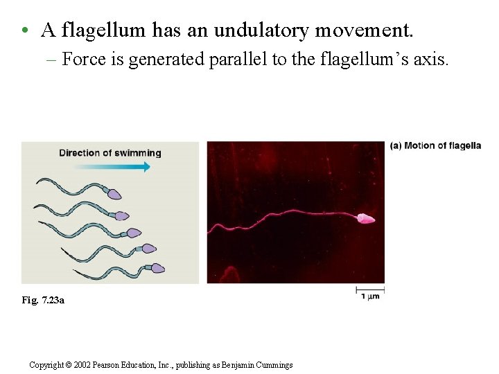  • A flagellum has an undulatory movement. – Force is generated parallel to