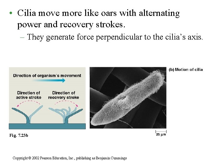  • Cilia move more like oars with alternating power and recovery strokes. –