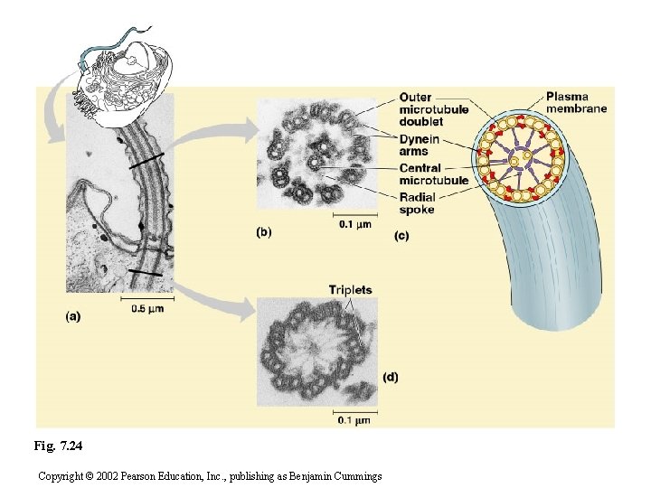 Fig. 7. 24 Copyright © 2002 Pearson Education, Inc. , publishing as Benjamin Cummings