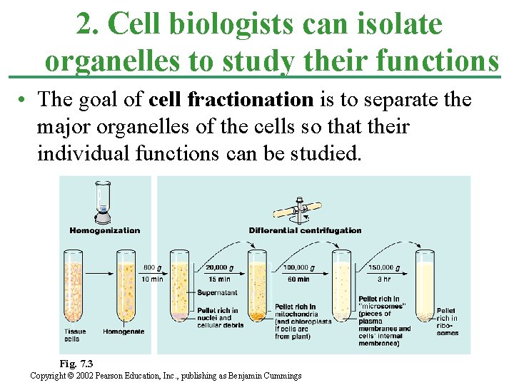 2. Cell biologists can isolate organelles to study their functions • The goal of