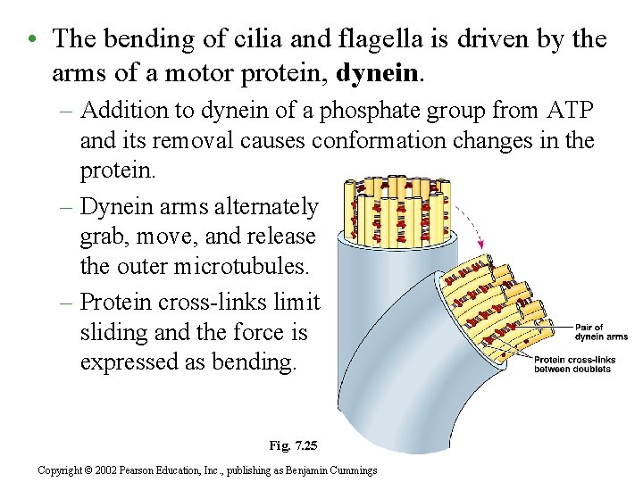  • The bending of cilia and flagella is driven by the arms of