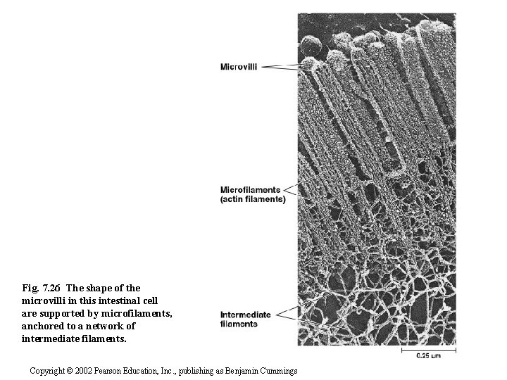 Fig. 7. 26 The shape of the microvilli in this intestinal cell are supported