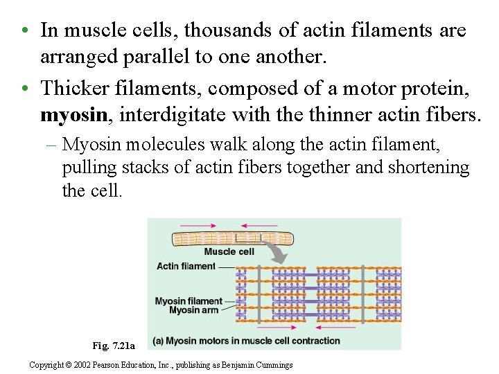  • In muscle cells, thousands of actin filaments are arranged parallel to one
