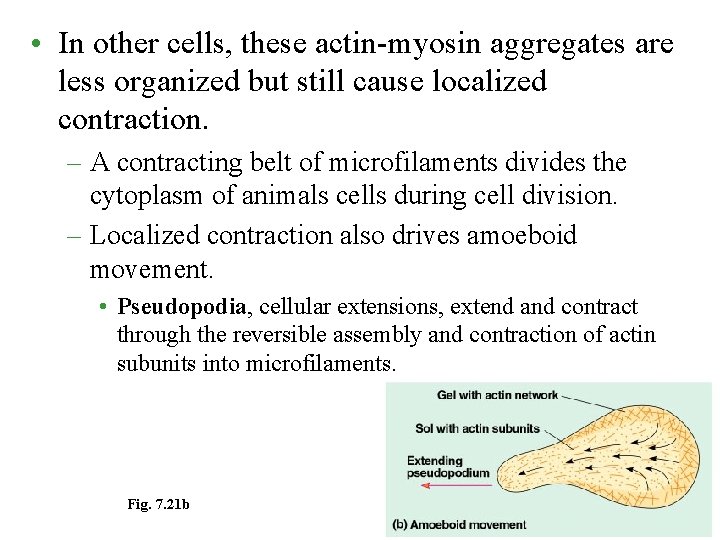  • In other cells, these actin-myosin aggregates are less organized but still cause