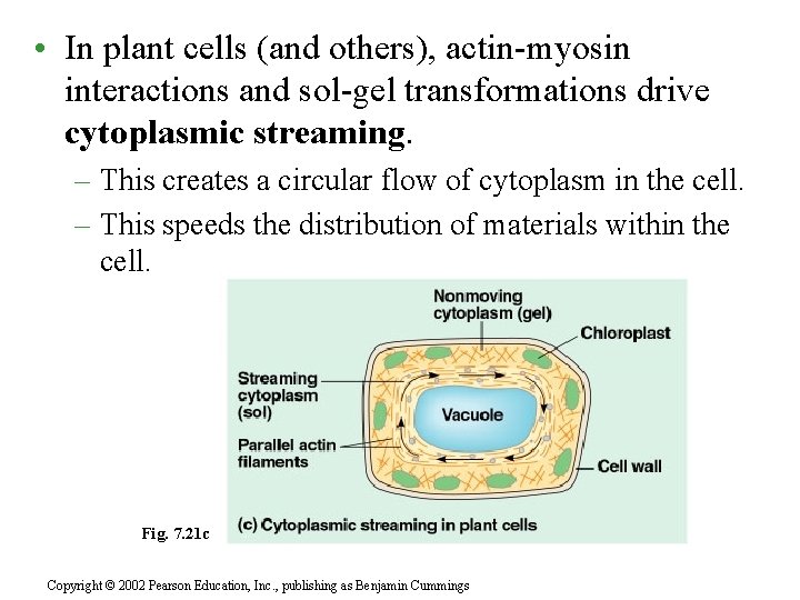  • In plant cells (and others), actin-myosin interactions and sol-gel transformations drive cytoplasmic