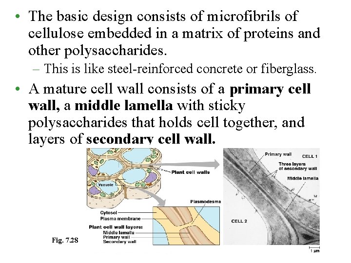  • The basic design consists of microfibrils of cellulose embedded in a matrix