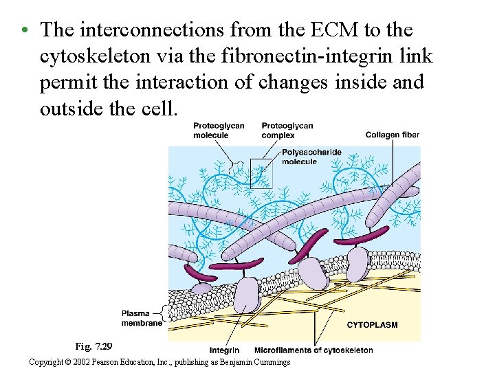  • The interconnections from the ECM to the cytoskeleton via the fibronectin-integrin link