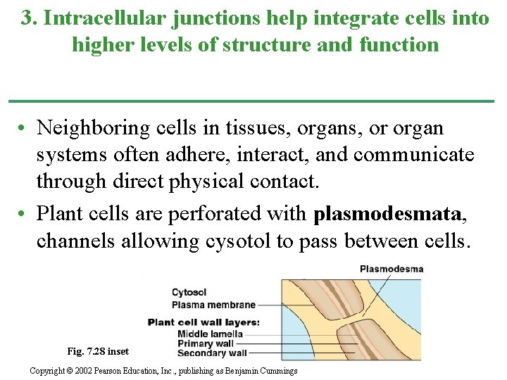 3. Intracellular junctions help integrate cells into higher levels of structure and function •