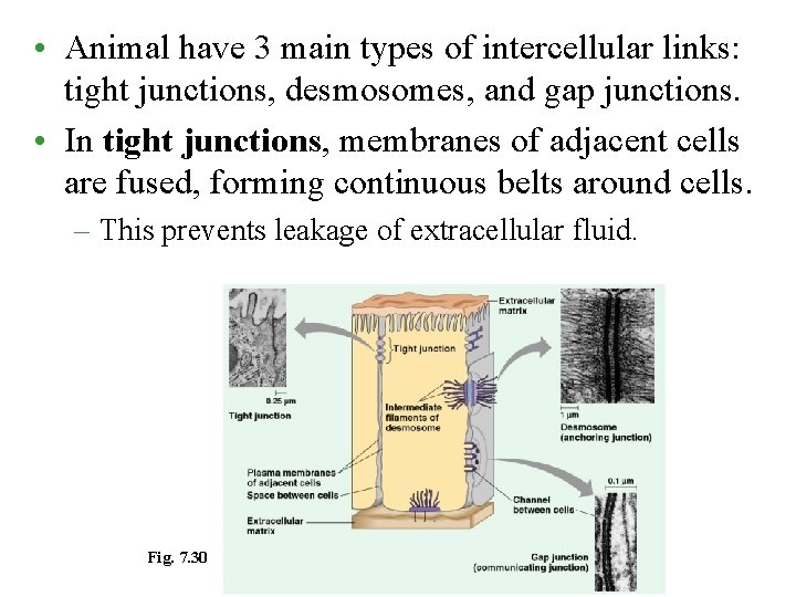  • Animal have 3 main types of intercellular links: tight junctions, desmosomes, and