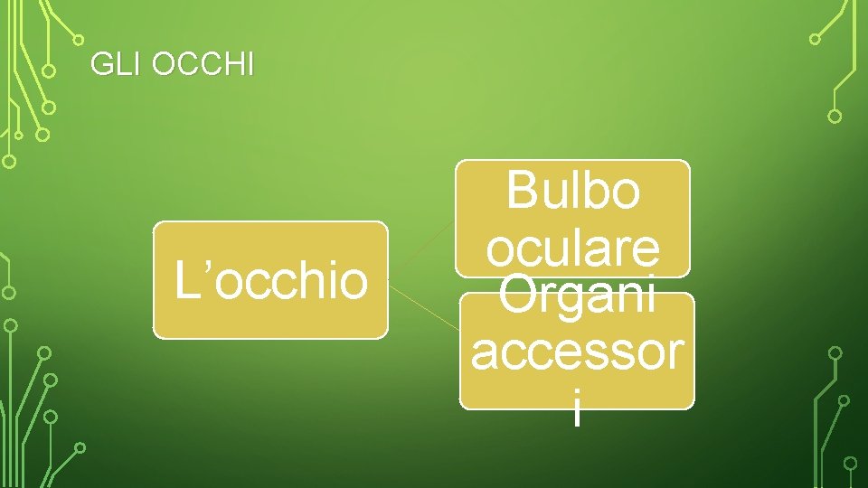 GLI OCCHI L’occhio Bulbo oculare Organi accessor i 