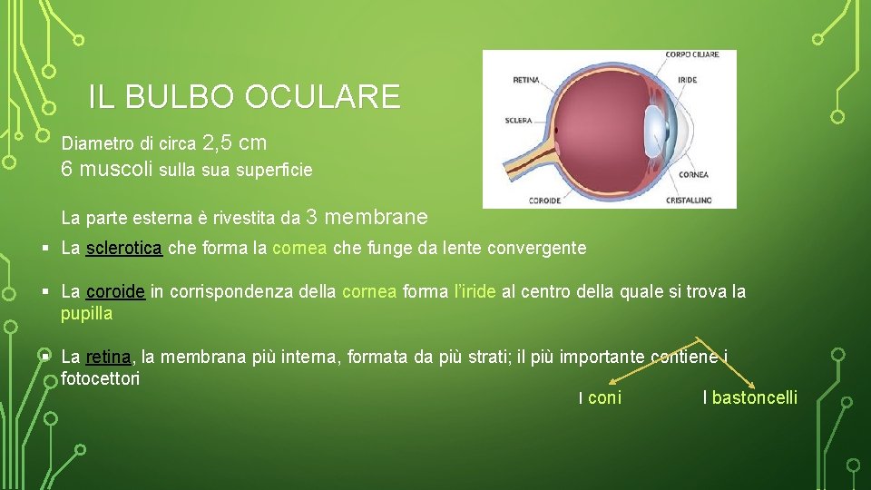 IL BULBO OCULARE Diametro di circa 2, 5 cm 6 muscoli sulla superficie La