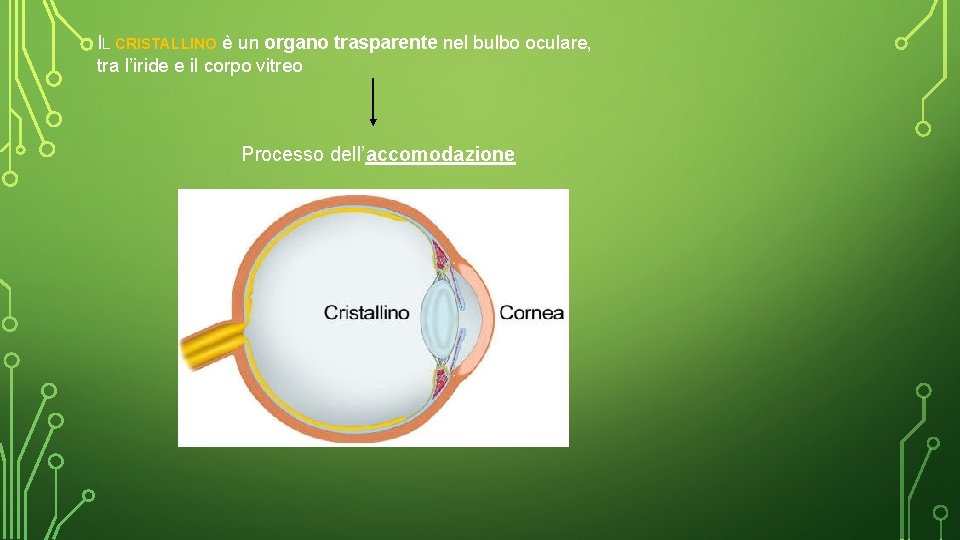 IL CRISTALLINO è un organo trasparente nel bulbo oculare, tra l’iride e il corpo