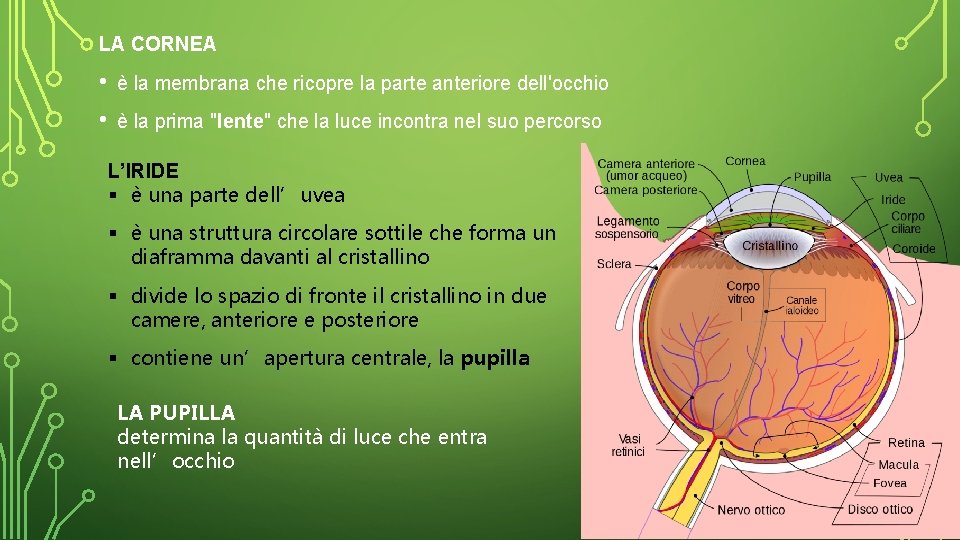 LA CORNEA • è la membrana che ricopre la parte anteriore dell'occhio • è