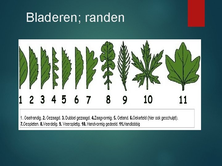 Bladeren; randen 