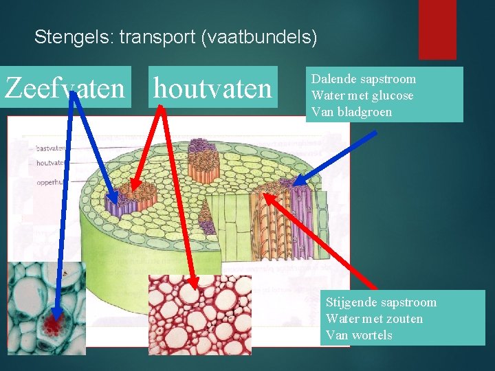 Stengels: transport (vaatbundels) Zeefvaten houtvaten Dalende sapstroom Water met glucose Van bladgroen Stijgende sapstroom