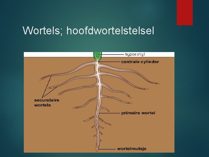 Wortels; hoofdwortelsel 