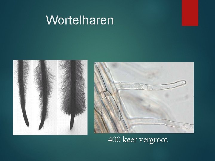 Wortelharen 400 keer vergroot 