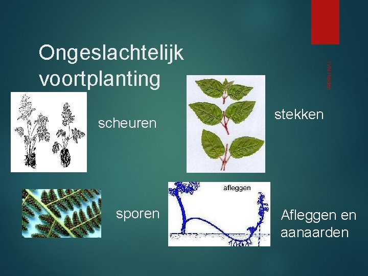 scheuren sporen IVN Helden Ongeslachtelijk voortplanting stekken Afleggen en aanaarden 