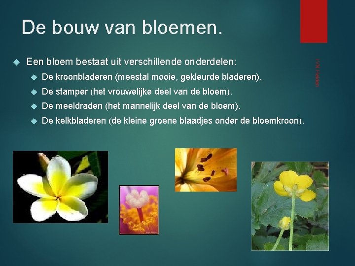 De bouw van bloemen. Een bloem bestaat uit verschillende onderdelen: De kroonbladeren (meestal mooie,