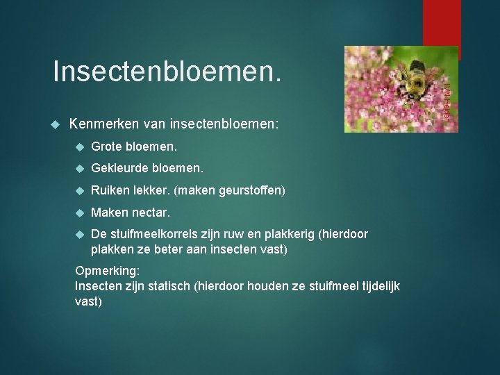  Kenmerken van insectenbloemen: Grote bloemen. Gekleurde bloemen. Ruiken lekker. (maken geurstoffen) Maken nectar.