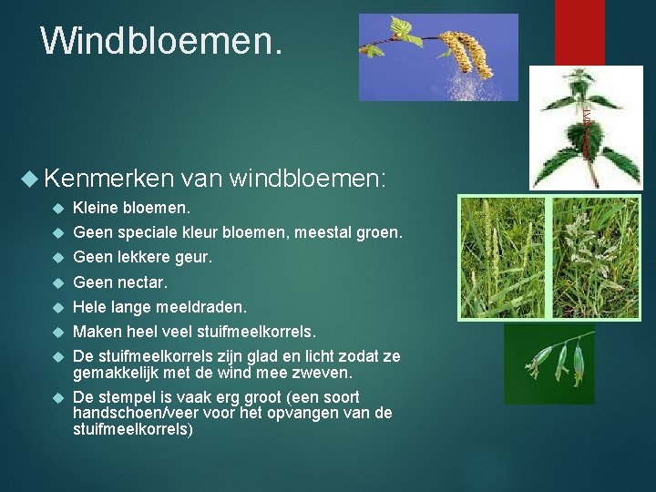 Windbloemen. IVN Helden Kenmerken van windbloemen: Kleine bloemen. Geen speciale kleur bloemen, meestal groen.