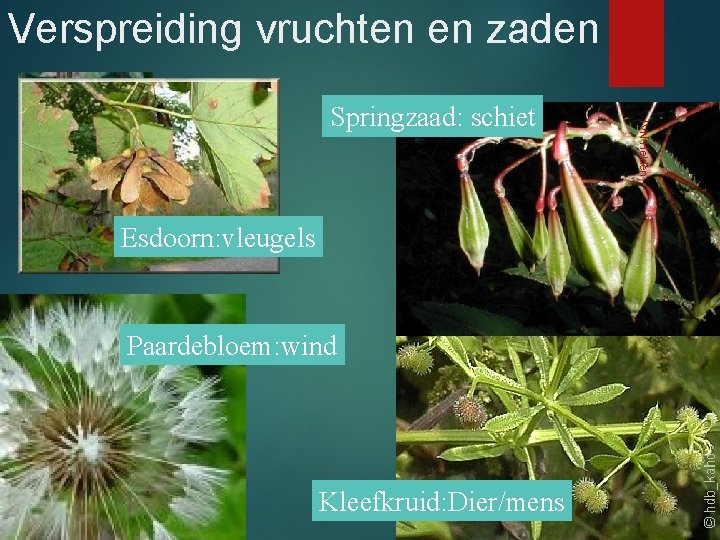 Verspreiding vruchten en zaden Esdoorn: vleugels Paardebloem: wind Kleefkruid: Dier/mens IVN Helden Springzaad: schiet