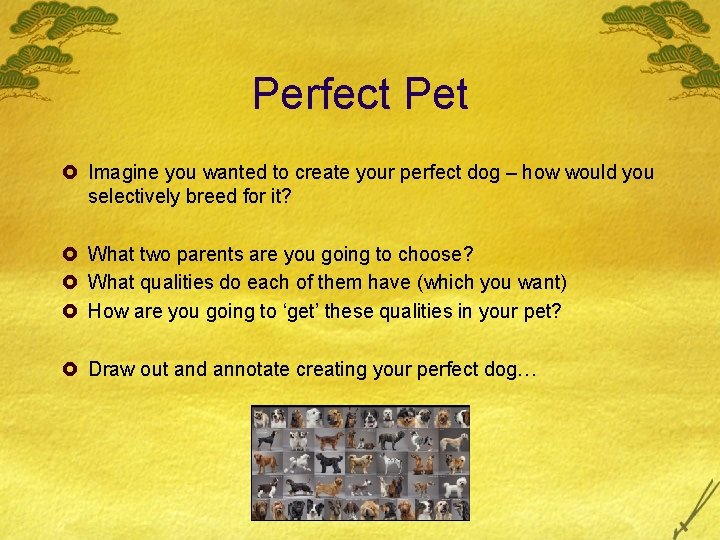 Perfect Pet £ Imagine you wanted to create your perfect dog – how would