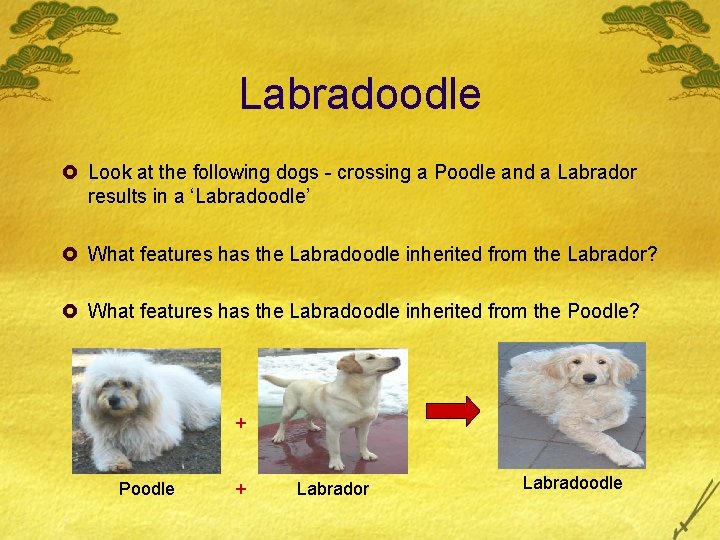 Labradoodle £ Look at the following dogs - crossing a Poodle and a Labrador
