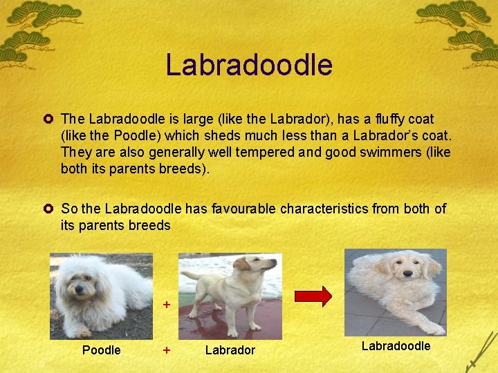 Labradoodle £ The Labradoodle is large (like the Labrador), has a fluffy coat (like